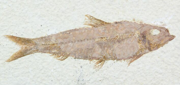 Detailed, Knightia Fossil Fish - Wyoming #57102